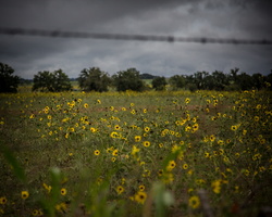 2013 10-Flowers Spicewood Texas